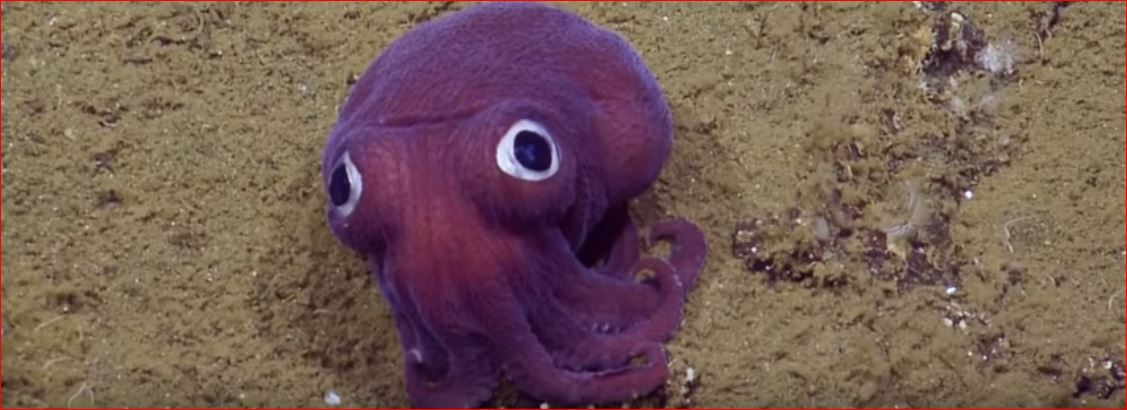 After World Cutest Frog – Now Googly-eyed Stubby Squid!